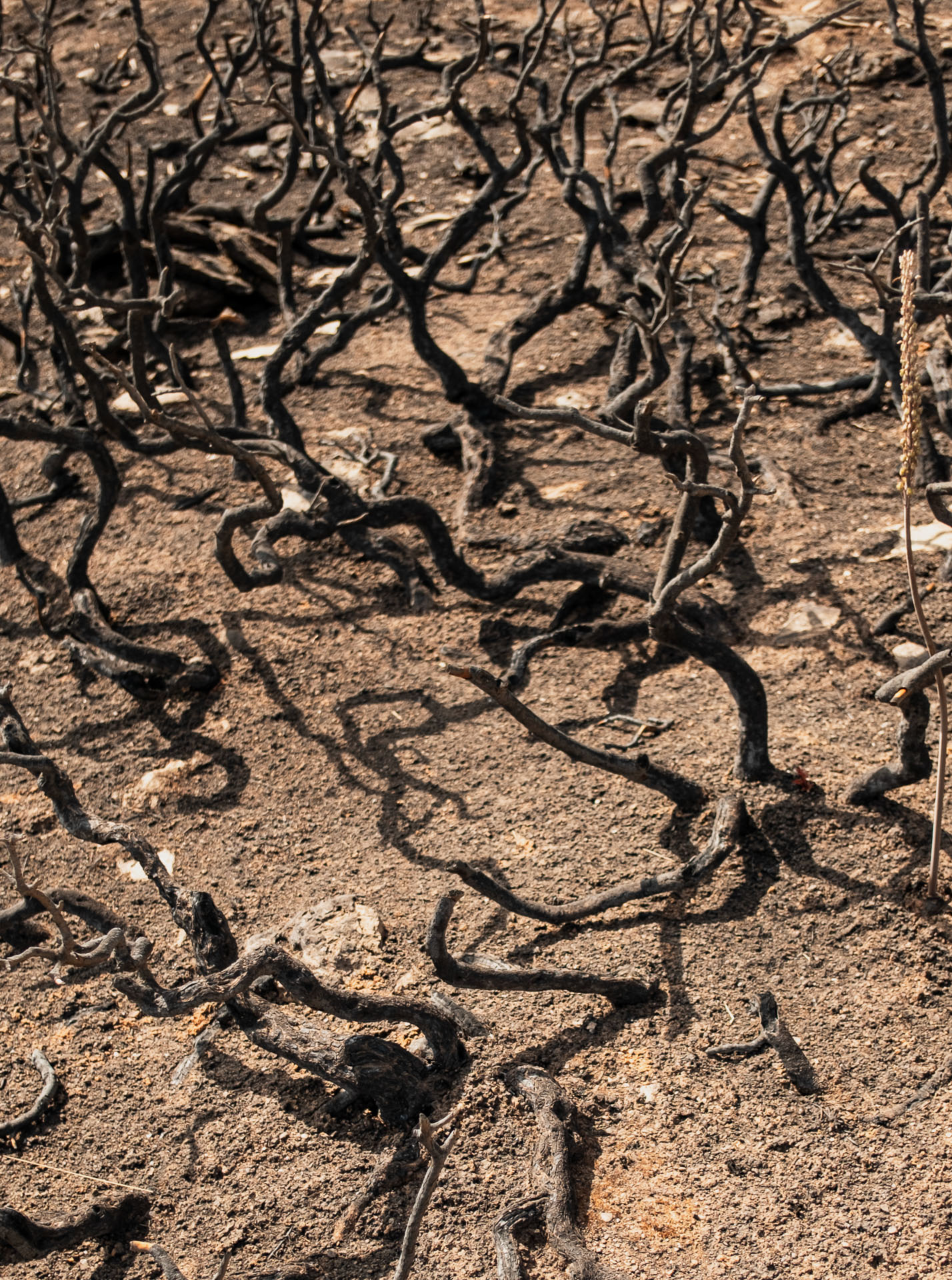  Cadavre Exquis Berlin