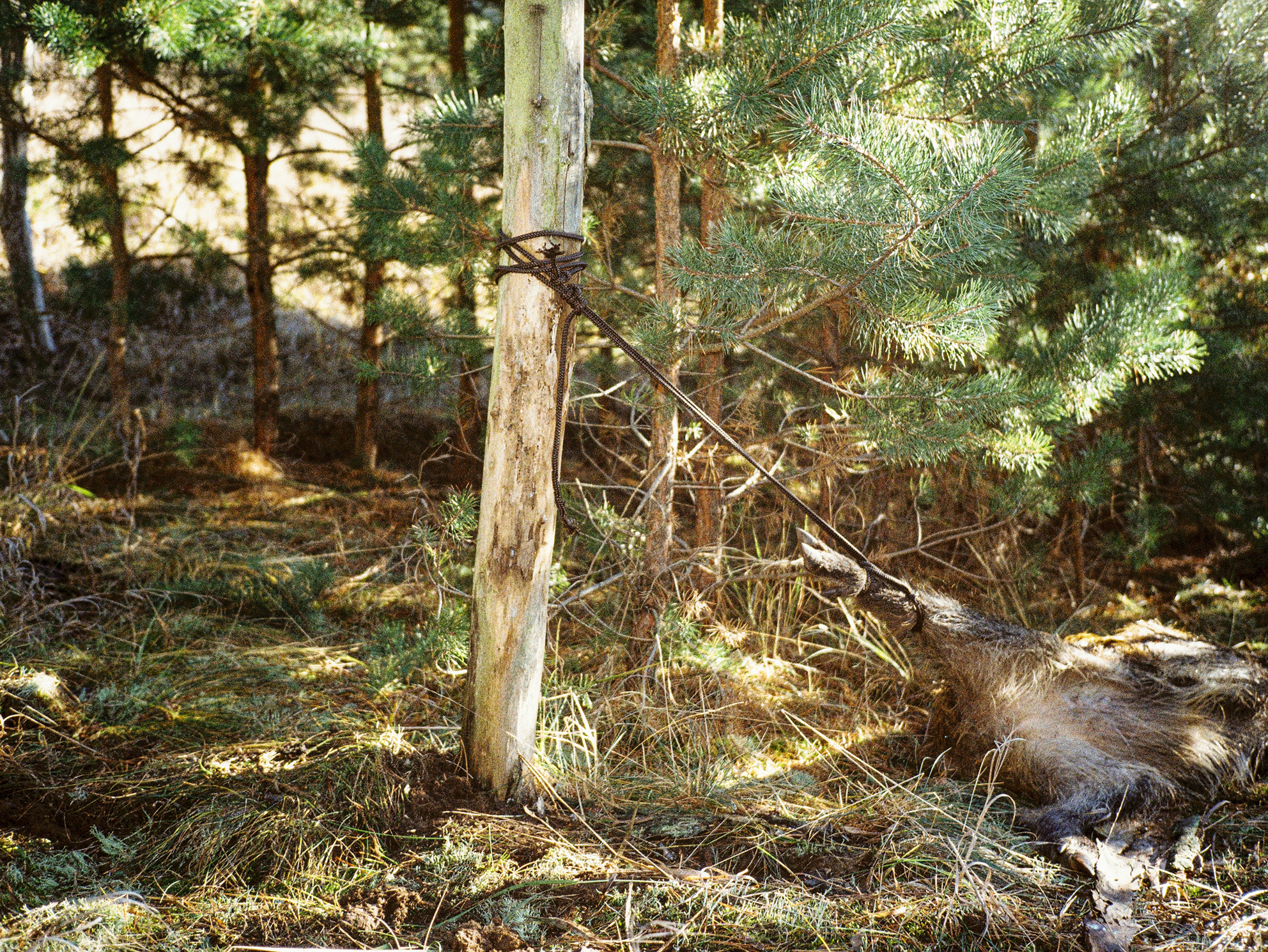  Cadavre Exquis Berlin
