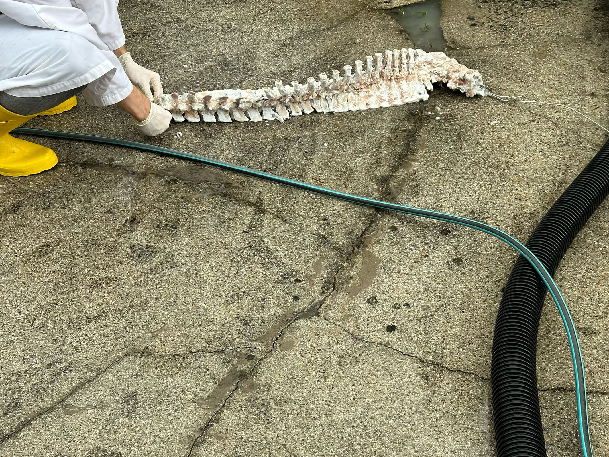  Cadavre Exquis Berlin